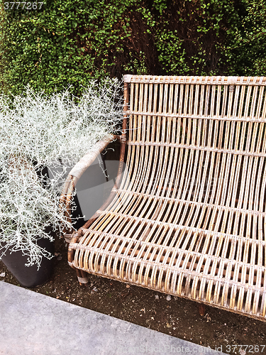 Image of Retro style bench and decorative plant Calocephalus Brownii