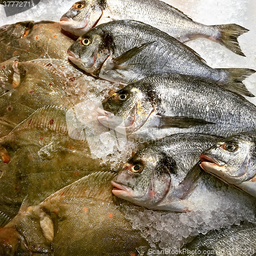 Image of Gilt-head bream and Turbo fish at the market