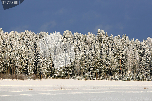 Image of Frozen Forest