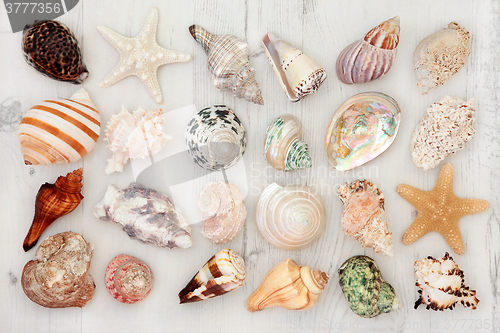 Image of Seashells