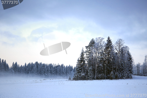 Image of Winter Evening Landscape with Fog and Frosted Trees 