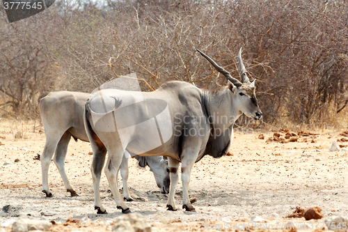 Image of eland on waterhole