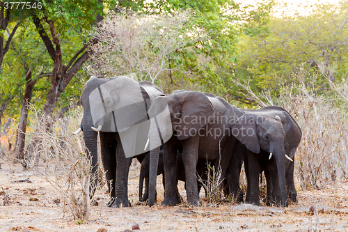 Image of African elephants at green bush