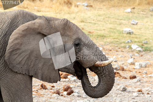 Image of young african elephants on Etosha national park