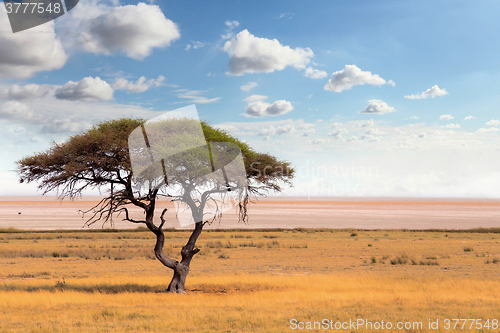 Image of Large Acacia tree in the open savanna plains Africa