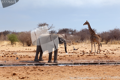 Image of Elephant in front of waterhole