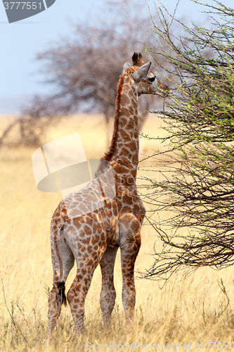 Image of Young cute giraffe in Etosha national Park