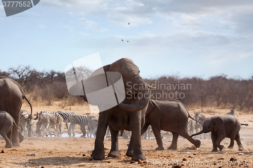 Image of Angry Elephant in front of heard