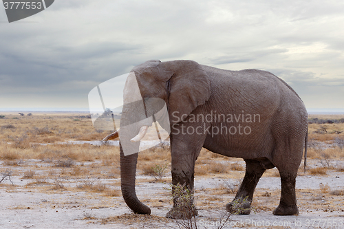 Image of big african elephants on Etosha national park