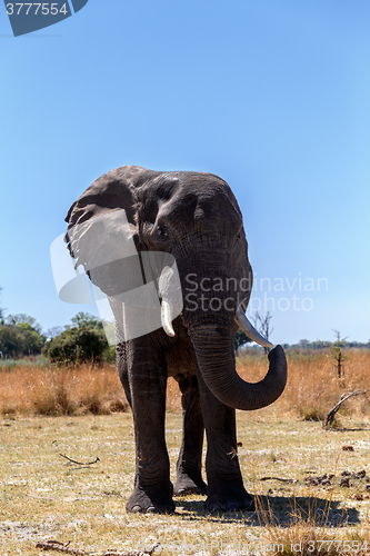 Image of african elephants