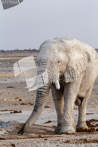 Image of White african elephants on Etosha waterhole