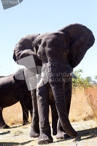 Image of heard of african elephants