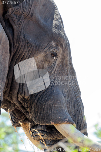 Image of african elephants close up