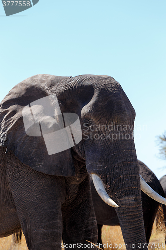 Image of african elephants