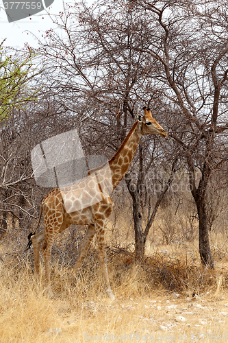 Image of Giraffa camelopardalis in etosha