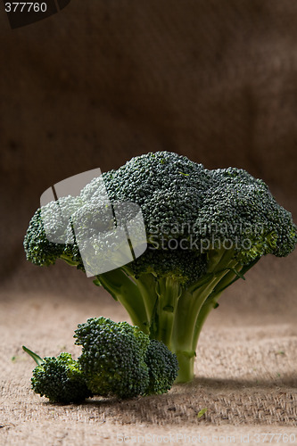 Image of Broccoli
