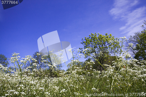 Image of meadows