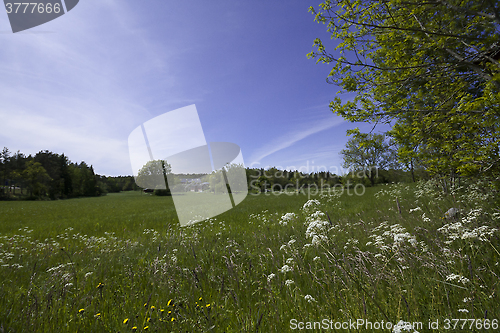 Image of meadow