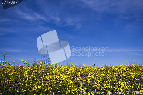 Image of rape seed
