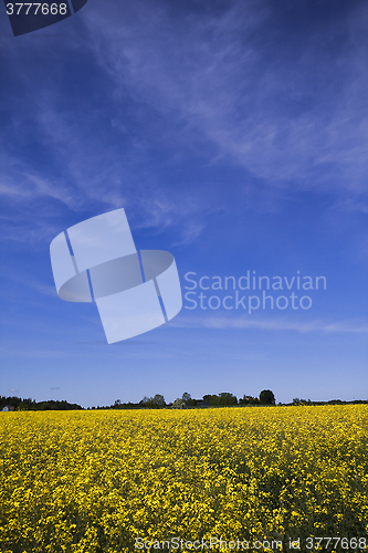 Image of rape field