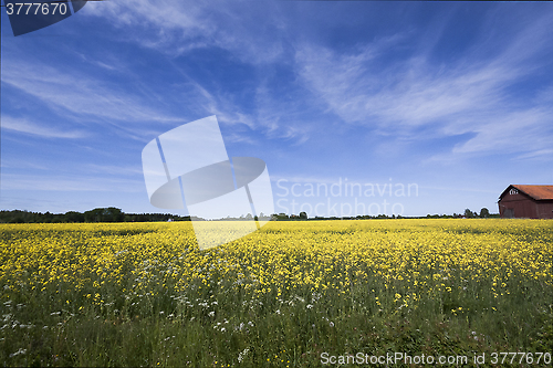 Image of rape field