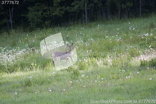 Image of roe in the meadows