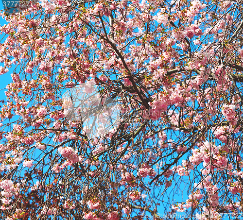 Image of in london park the pink tree and blossom flowers natural