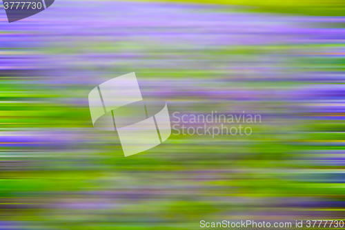 Image of purple in london yellow flower field nature and spring