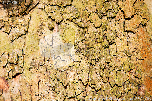 Image of in england london old bark  