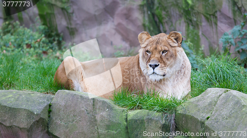 Image of Lion resting in the green grass 