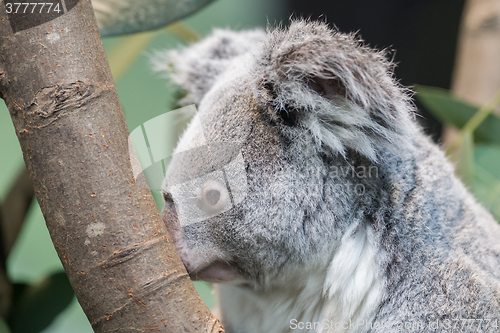 Image of Close-up of a koala bear