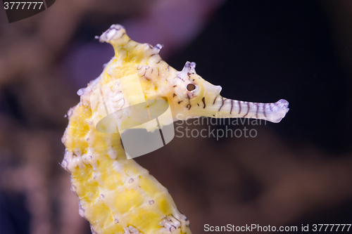 Image of Very young seahorse, selective focus on the eye