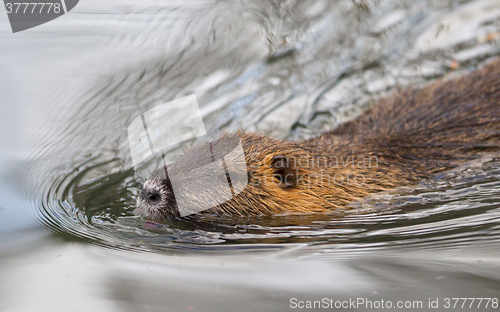 Image of Myocastor coypus, single mammal