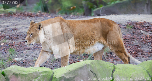 Image of Lion on alert