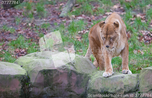 Image of Lion on alert