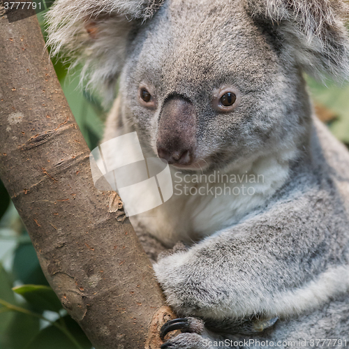 Image of Close-up of a koala bear