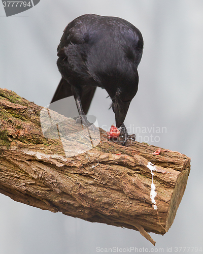 Image of Black crow eating