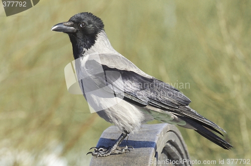 Image of Hooded Crow.