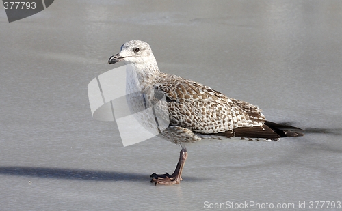 Image of Herring Gull