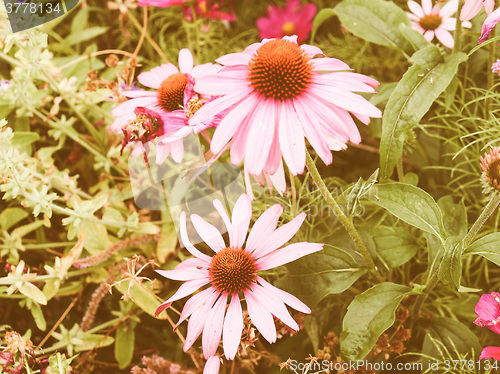 Image of Retro looking Daisy flower