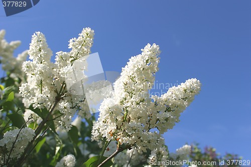 Image of Flowers, Branch Lilac