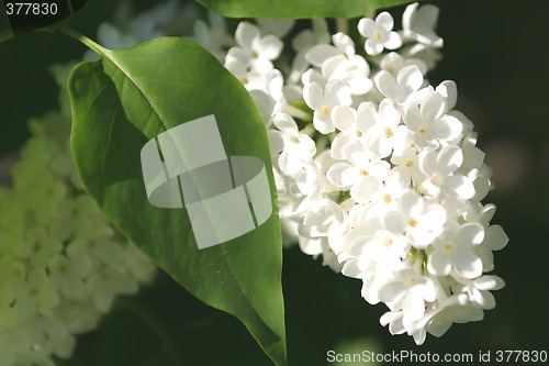 Image of Flowers, Branch Lilac