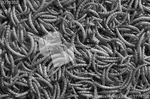 Image of Pile of dried mealworms