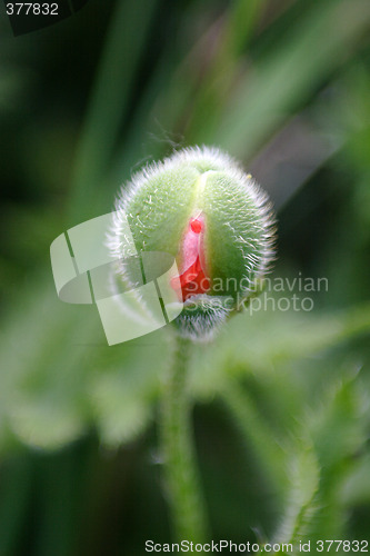 Image of Bud Poppy