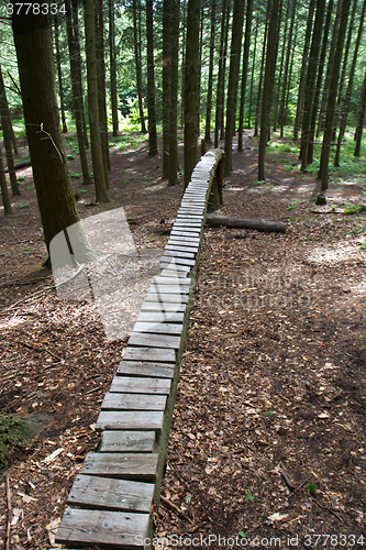Image of Forest