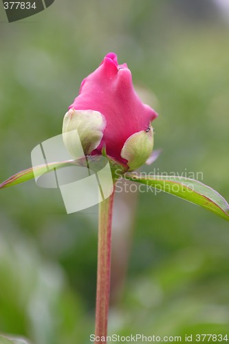 Image of bud Red peony