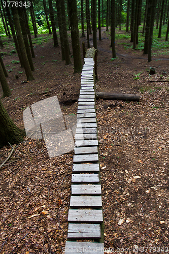 Image of Forest