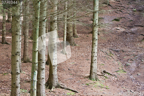Image of Forest