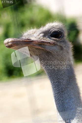 Image of Birds, Ostrich