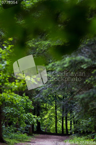 Image of Forest